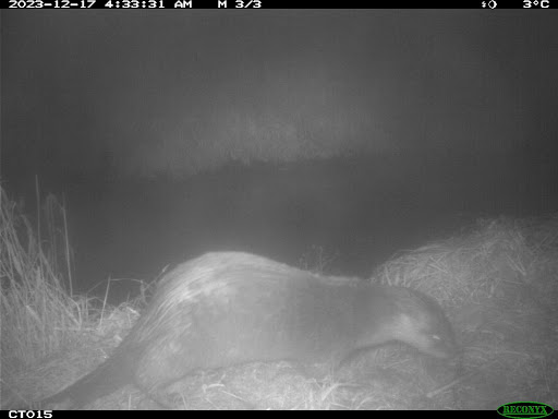 A River otter standing next to stream at night